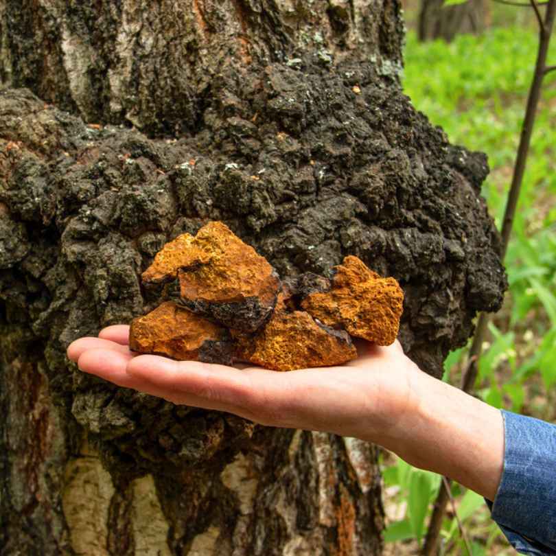 A raw Chaga mushroom big piece in a hand