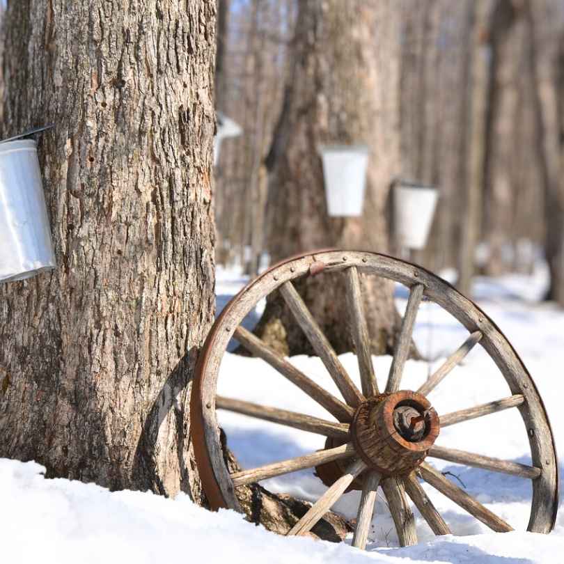 An old wooden wheel on a maple tree in an old-fashioned maple grove